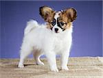 Cute Papillon puppy standing on a blue background
