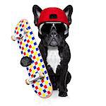 french bulldog dog, as a skater with red cap and skateboard, isolated on white background