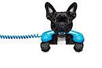 french bulldog dog holding a old retro telephone behind a blank empty banner or placard,isolated on white background