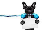 french bulldog dog holding a old retro telephone and a blank postcard or envelope letter, isolated on white background