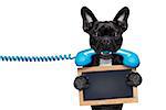 french bulldog dog holding a old retro telephone and a blank empty blackboard,isolated on white background