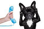 french bulldog dog listening or talking on the phone or  telephone, isolated on white background