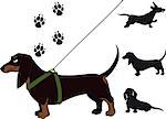 funny dachshund Shorthair standing in breast band and leash