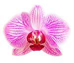 Beautiful Pink Orchid Flower Isolated on the White Background