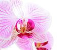 Beautiful Pink Orchid Flower Isolated on the White Background