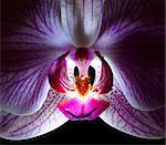 Close up Beautiful Pink Orchid Flower on the Black Background