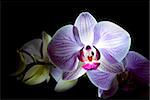 Beautiful Pink Orchid Flowers Isolated on the Black Background