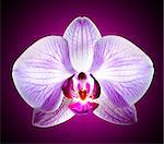 Close up Beautiful Pink Orchid Flower on the Violet Background