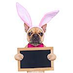 french bulldog dog  with bunny easter ears and a pink tie, holding a blank banner,placard or blackboard, isolated on white background