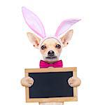 chihuahua dog  with bunny easter ears and a pink tie, holding a blank banner,placard or blackboard, isolated on white background