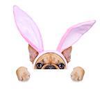 french bulldog dog  with bunny easter ears and pink tie behind a white blank banner or placard, isolated on white background