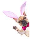 fench bulldog dog  with bunny easter ears and pink tie behind a white blank banner or plakard, isolated on white background