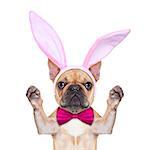 funny french bulldog dog  with bunny easter ears and pink tie waving with paws, isolated on white background