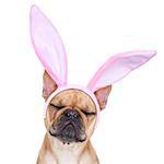 french bulldog dog  with bunny easter ears ,sleeping with closed eyes ,  isolated on white background