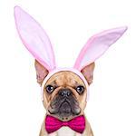 french bulldog dog  with bunny easter ears and a pink tie, as close up ,  isolated on white background