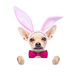 chihuahua dog  with bunny easter ears and a pink tie, behind white blank banner or placard, isolated on white background