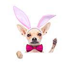 chihuahua dog  with bunny easter ears and a pink tie, behind white blank banner or placard waving with paw, isolated on white background