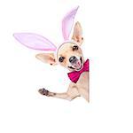 chihuahua dog  with bunny easter ears and a pink tie, behind white blank banner or placard,waving with paw,  isolated on white background