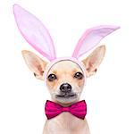 chihuahua dog  dressed with bunny easter ears and a pink tie, isolated on white background