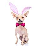chihuahua dog  with bunny easter ears and a pink tie, isolated on white background