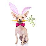 chihuahua dog  with bunny easter ears and a pink tie, with a carrot in mouth, isolated on white background