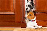 couple of dogs watching and looking , at the door at home , on the doormat