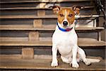 jack russell terrier dog left alone outside home  on the stairs, ready for a walk with owner