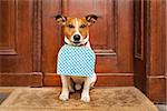 jack russell terrier dog left alone outside home  with luggage , ready to go on his own
