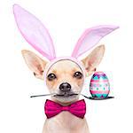 chihuahua dog  dressed with bunny easter ears and a pink tie with egg on spoon, isolated on white background
