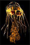 The jellyfish is a predator of the seas which stings its prey with poisonous tentacles.