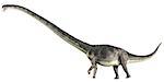 Omeisaurus is a herbivorous sauropod dinosaur that lived in the Jurassic Period of China.