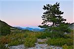 Pine Tree in Landscape at Dusk, Canyon du Verdon, La Palud sur Verdon, Parc Naturel Regional du Verdon, Provence, Alpes-de-Haute-Provence, France