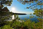 Sun and Coast through Pine Trees in Summer, La Couronne, Martigues, Cote Bleue, Mediterranean Sea, Bouches-du-Rhone, Provence-Alpes-Cote d'Azur, France