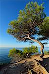 Pine Tree with Sea, La Couronne, Martigues, Cote Bleue, Mediterranean Sea, Bouches-du-Rhone, Provence-Alpes-Cote d'Azur, France