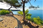 Pine Tree with Sea Bay, La Couronne, Martigues, Cote Bleue, Mediterranean Sea, Bouches-du-Rhone, Provence-Alpes-Cote d'Azur, France