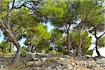 Pine Forest on Mediterranean Stone Coast in Summer, La Couronne, Martigues, Cote Bleue, Mediterranean Sea, Bouches-du-Rhone, Provence-Alpes-Cote d'Azur, France