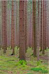 Tree Trunks in Spruce Forest, Odenwald, Hesse, Germany