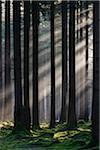 Spruce Forest in Early Morning Mist at Sunrise, Odenwald, Hesse, Germany