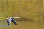 Greylag Goose (Anser anser) in Flight, Hesse, Germany