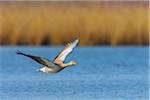 Greylag Goose (Anser anser) in Flight, Hesse, Germany