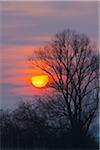 Bare Tree at Sunrise, Hesse, Germany