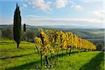 Tuscany Countryside with Vineyard and Cypress Tree, Autumn, San Quirico d'Orcia, Val d'Orcia, Province Siena, Tuscany, Italy