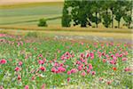 Opium Poppy Field, Papaver somniferum, and Chamomile, Matricaria chamomilla, Summer, Germerode, Hoher Meissner, Werra Meissner District, Hesse, Germany