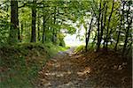 Forest Path, Katzenbuckel, Waldbrunn, Baden Wurttemberg, Germany