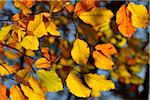 Close-up of Autumn Colored Beech Tree Leaves, Bavaria, Germany