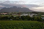 Vines in a vineyard, Stellenbosch, Western Cape Province, South Africa