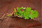 Fresh organic coriander bunch bound with brown twine on brown wooden background. Culinary herb concept.