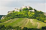 ruins of Falkenstein Castle with vineyard, Lower Austria, Austria