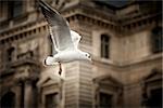White Seagull at the Musee du Louvre in Paris, France background