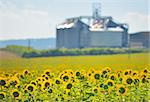 Sunflower Field and Grain Silos in background